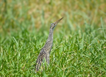 Botaurus pinnatus