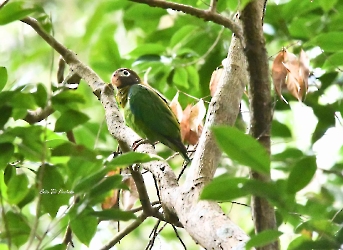 Brown-hooded Parrot-