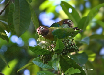 Brown-hooded Parrot