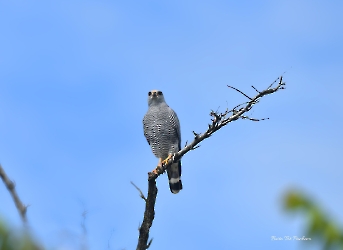 Buteo plagiatus