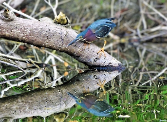 Butorides virescens