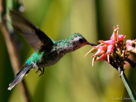 Canivets emerald