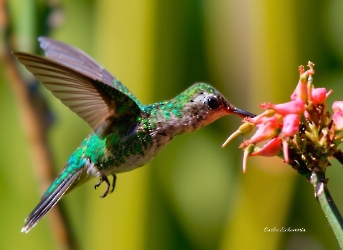 Canivets Emerald