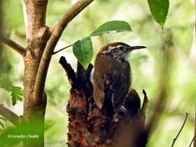 Carolina wren