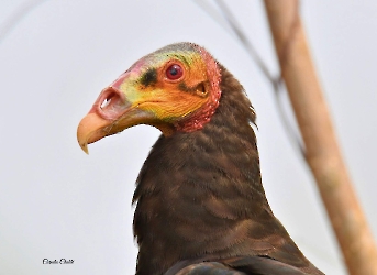 Cathartes burrovianus