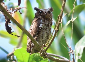 Central American Pygmy-Owl