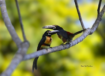 Collared Aracari