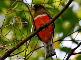 Collared Trogon