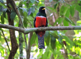 Collared Trogon