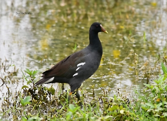 Common Gallinule