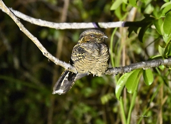Common Pauraque