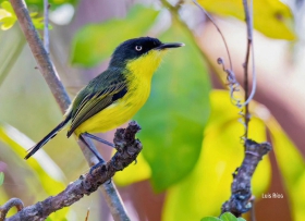 Common Tody-Flycatcher
