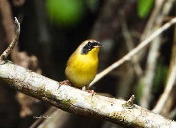 Common Yellowthroat
