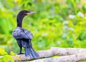 Cormoran Neotropical