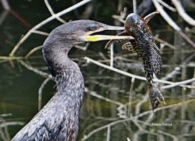 Cormoran Neotropical