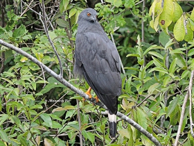 Crane Hawk