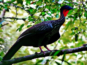 Crested Guan