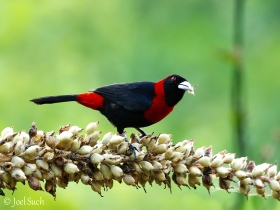 Crimson-collared Tanager