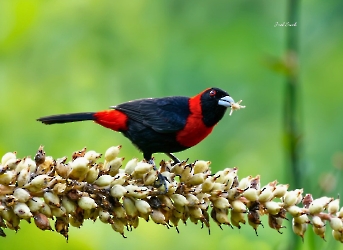 Crimson-collared Tanager