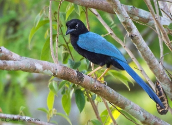 Cyanocorax yucatanicus