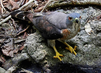 Double-toothed Kite