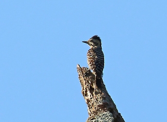 Ladder-backed Woodpecker