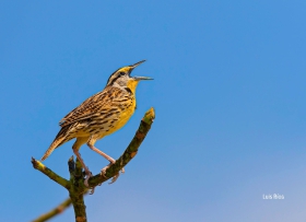Eastern Meadowlark