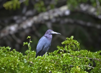 Egretta caerulea