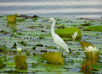 Egretta thula