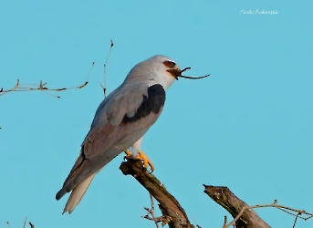 Elanus leucurus