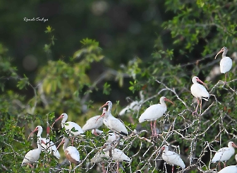 Eudocimus albus-White Ibis