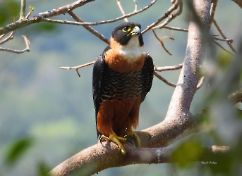 Falco deiroleucus