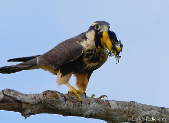 Falco femoralis