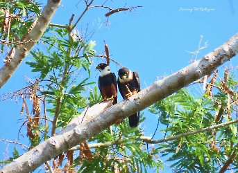 Falco rufigularis