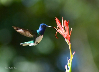 Florisuga mellivora