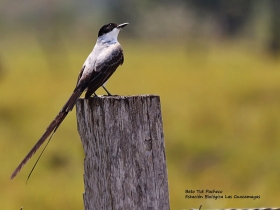 Fork-tailed-Flycatcher