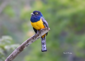 Gartered Violaceous Trogon