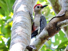 Golden-fronted-Woodpeker