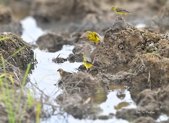 Grassland Yellow-Finch
