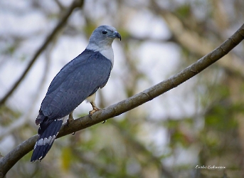 Gray-headed Kite