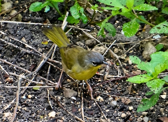 Gray crowned Yellowthroat