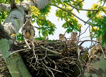 Gray Hawk-bebes