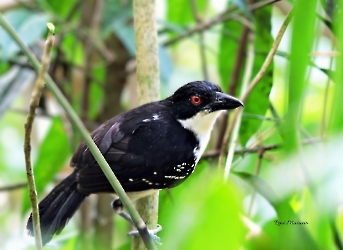 Great Antshrike