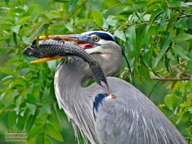 Great Blue Heron