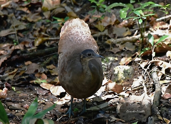 Great Tinamou