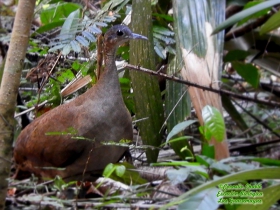 Great Tinamu-estacion-biologica-las-guacamayas