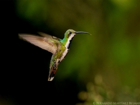 Green-breasted Mango