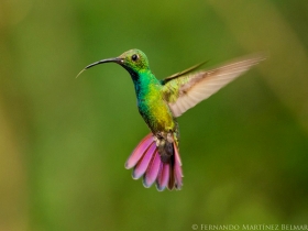 Green-breasted Mango