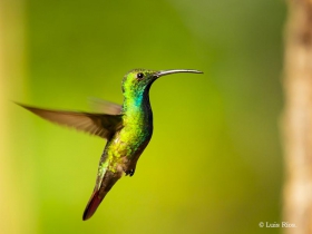 Green-breasted Mango