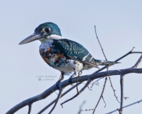 Green Kingfisher